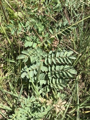 Indigofera sanguinea