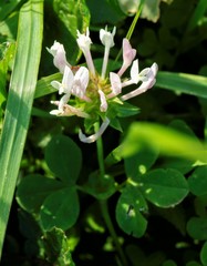 Trifolium clypeatum