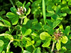 Trifolium clypeatum