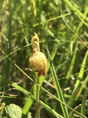 Hermannia transvaalensis