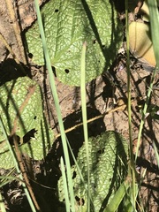 Hermannia transvaalensis