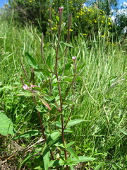 Epilobium fastigiato-ramosum