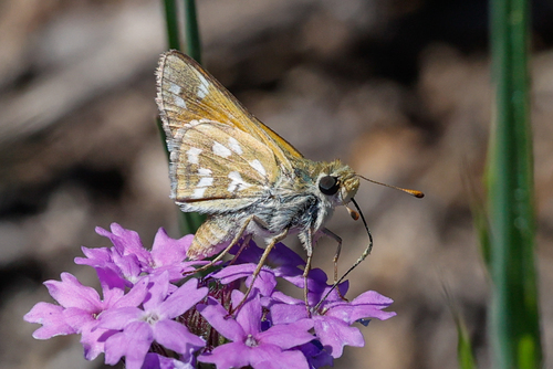 Green Skipper
