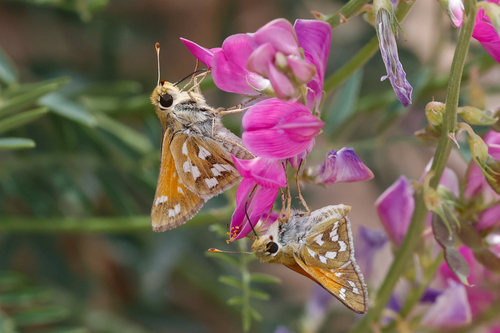 Green Skipper photo 5