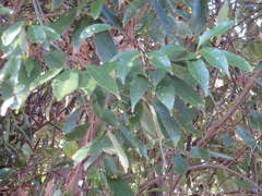 Quercus glauca