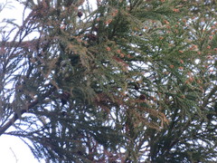 Cryptomeria japonica
