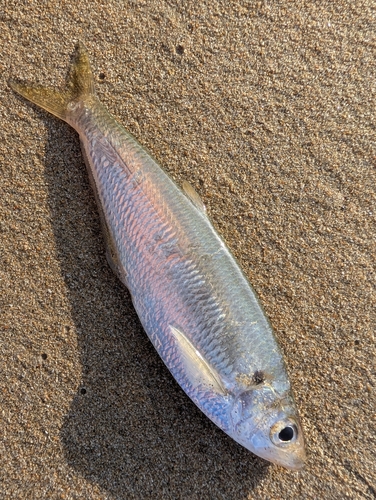 Dove's longfin herring (Opisthopterus dovii) — Pristigasteridae — 3