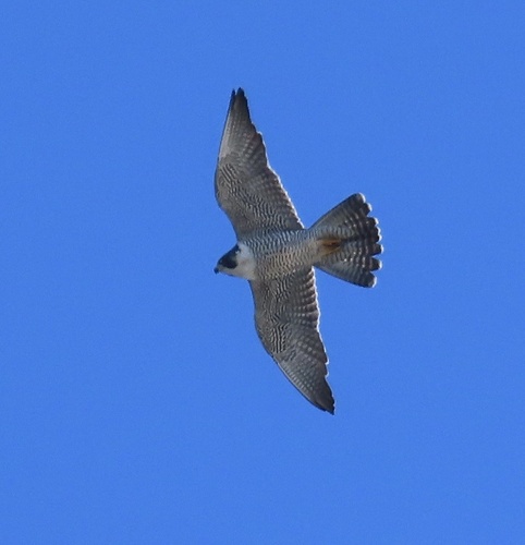 Peregrine Falcon