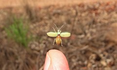 Myllocerina