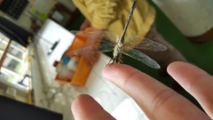 Orthetrum serapia