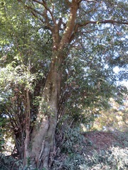 Quercus glauca