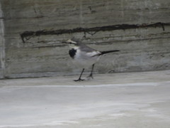 Motacilla alba
