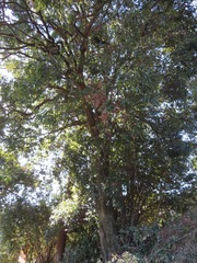 Quercus glauca