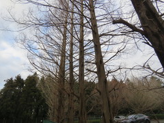 Metasequoia glyptostroboides