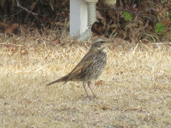 Turdus eunomus