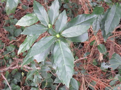 Aucuba japonica