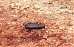 Bothrideridae