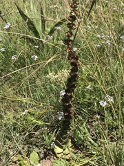 Crassula capitella nodulosa
