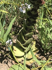 Crassula capitella nodulosa