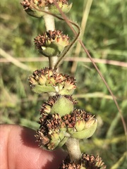Crassula capitella nodulosa