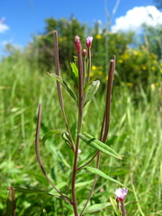 Epilobium fastigiato-ramosum