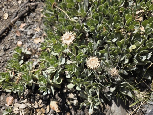 Haplopappus macrocephalus, photograph 3