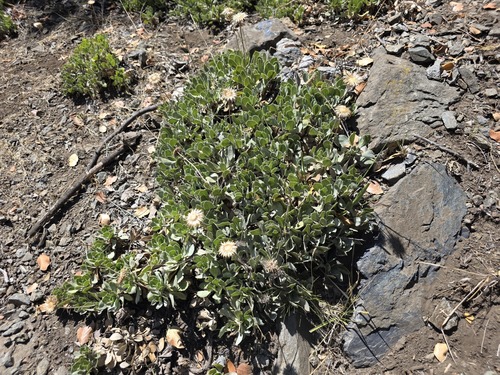 Haplopappus macrocephalus, photograph 4