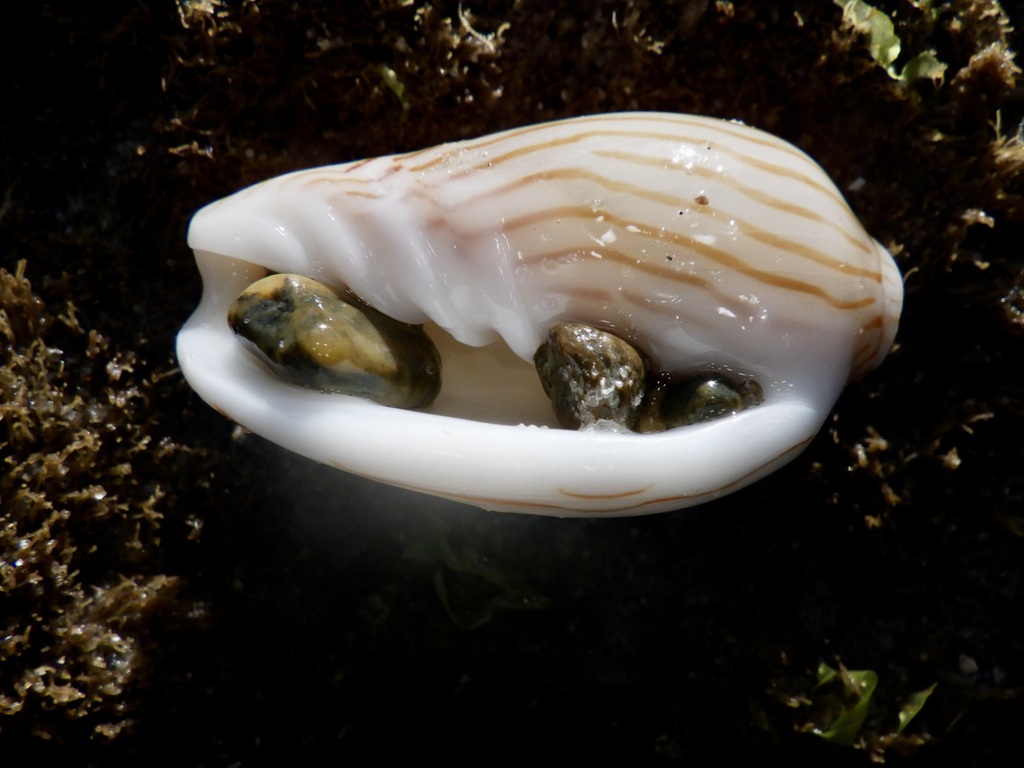 Zebra Volute from Burleigh Heads Rocky Shores, QLD, Australia on ...