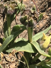 Delosperma hirtum