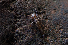 Isosticta