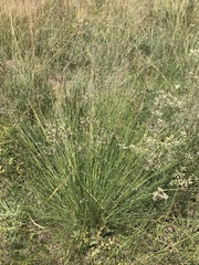 Trichanthecium natalense