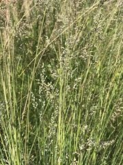 Trichanthecium natalense