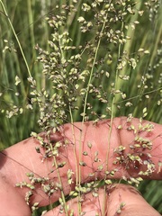 Trichanthecium natalense