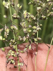 Trichanthecium natalense