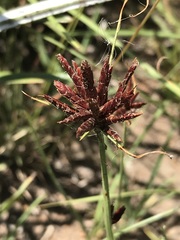 Cyperus usitatus