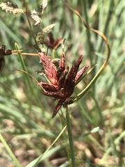 Cyperus usitatus
