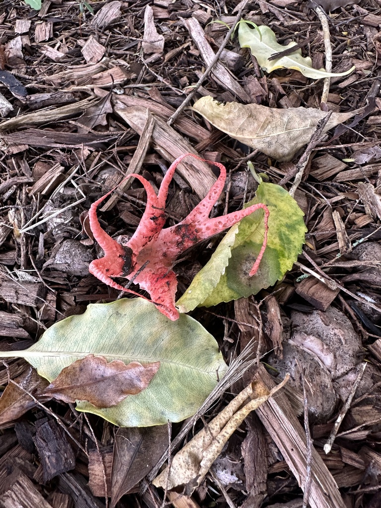 Clathrus archeri · February 2026 · photo: © donnasnatureluv (iNaturalist, cc-by)