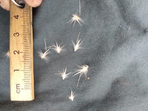 Kneed Wallaby-grass (Rytidosperma geniculatum)