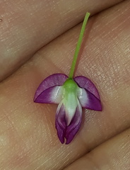 Dolichos hastiformis