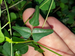 Dolichos hastiformis