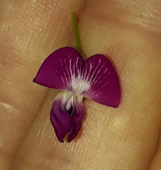 Dolichos hastiformis