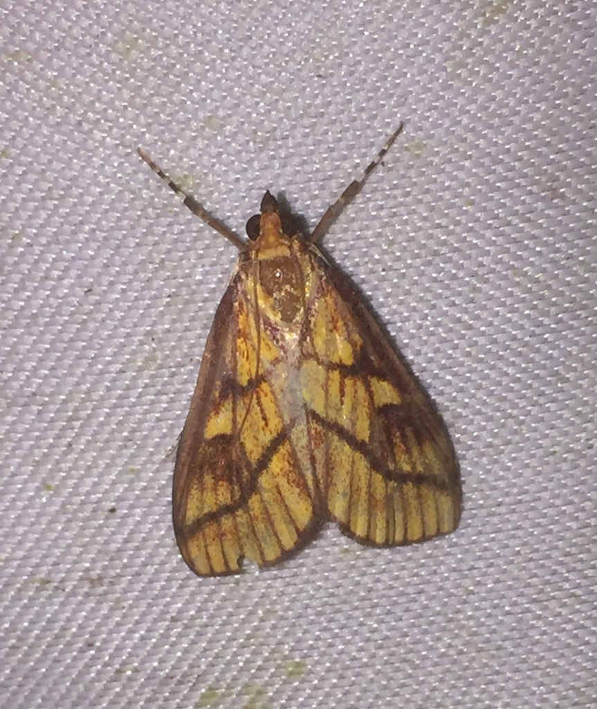 Placosaris triticalis