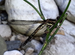 Platycypha fitzsimonsi