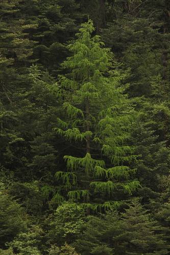 Image of Larix griffithii by (c) Siddarth Machado, some rights reserved (CC BY)