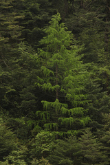 Larix griffithii