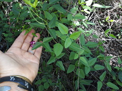 Dolichos hastiformis