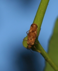 Cysteochila delineata