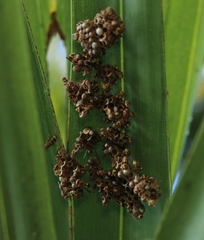 Ropalidia variegata