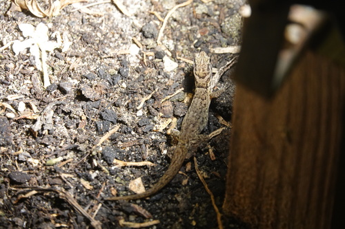 Antilles Gecko, Gonatodes antillensis