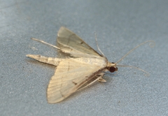 Bradina atopalis